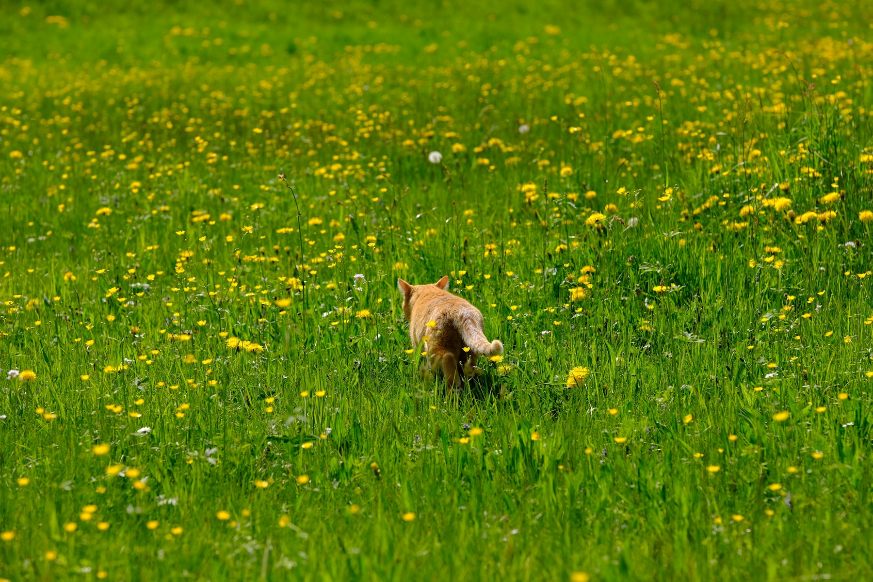 Chat entouré de fleurs, illustration du guide ACACED pour ouvrir sa pension