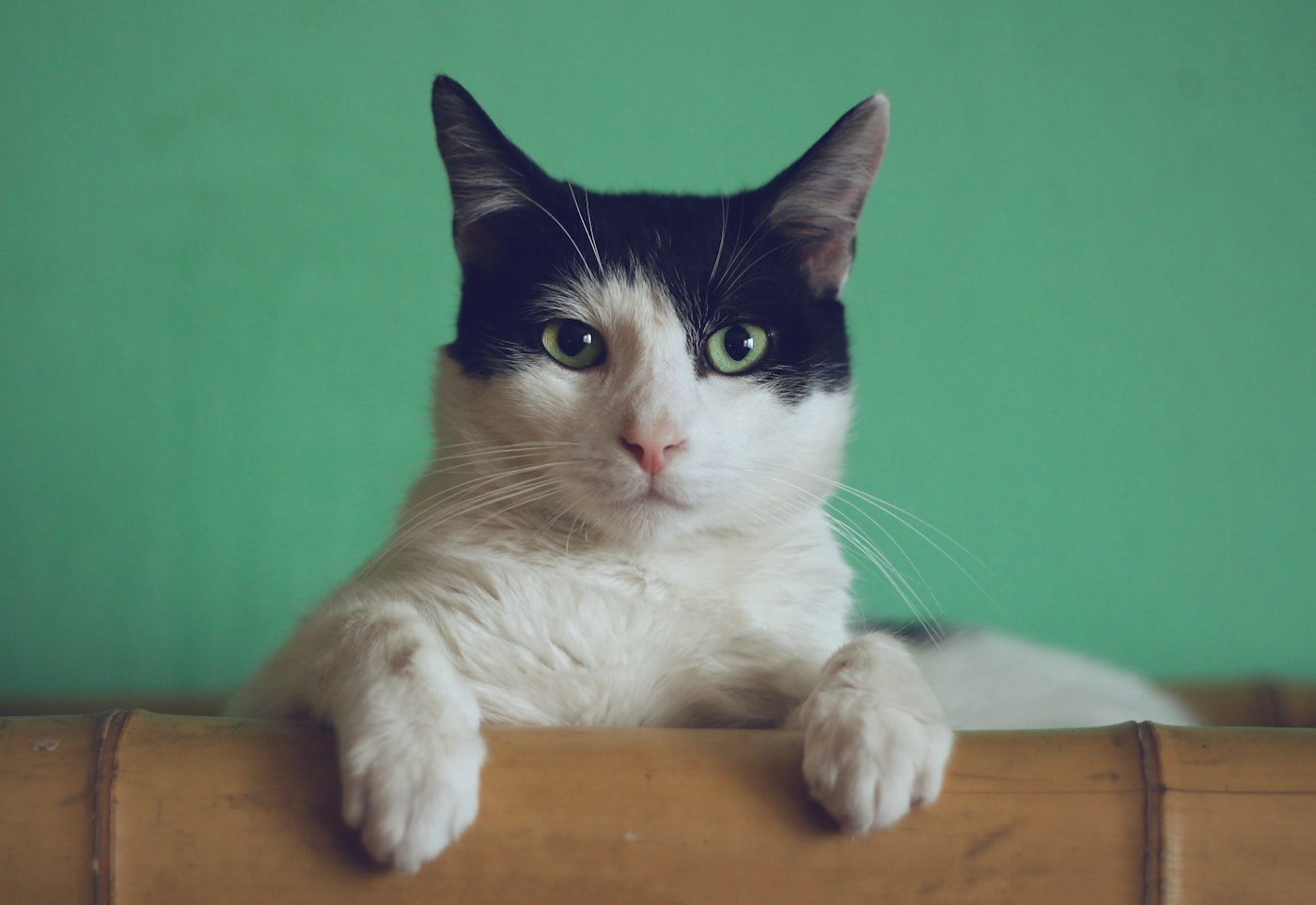 Chat blanc et noir aux yeux verts, pattes posées sur un meuble
