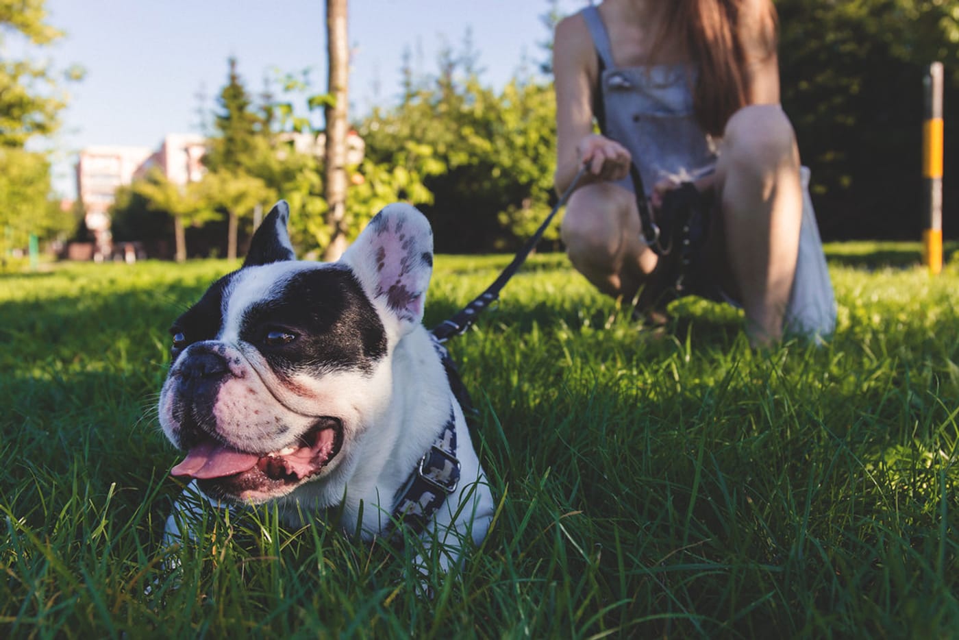 Une personne promenant son chien en laisse, illustration de l'article sur la déclaration DDPP