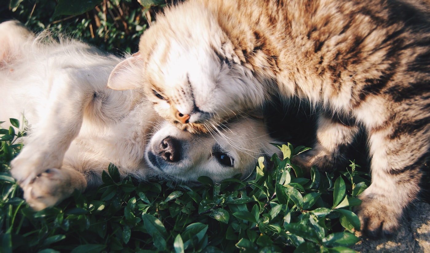 Un chien et un chat enlacés dans l'herbe