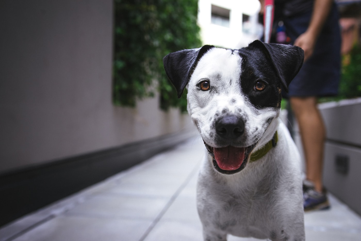 Chien blanc et noir souriant en promenade