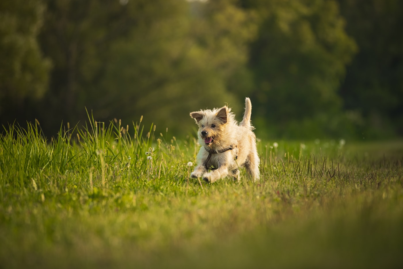 Chien courant dans un pré, illustration du guide pour ouvrir une pension canine