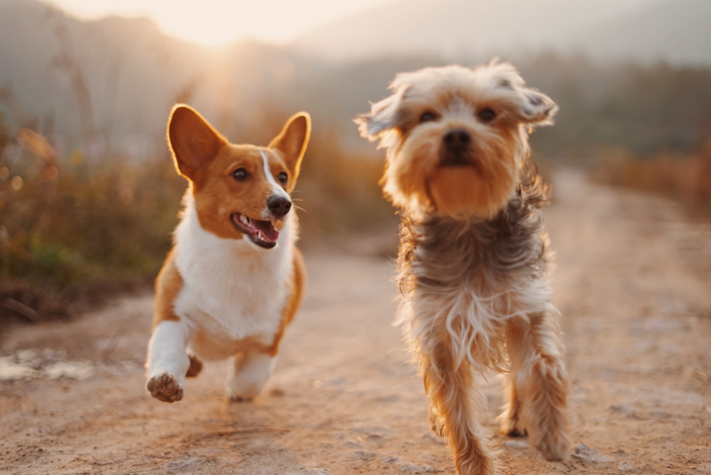 Deux chiens courant joyeusement sur un chemin au coucher du soleil