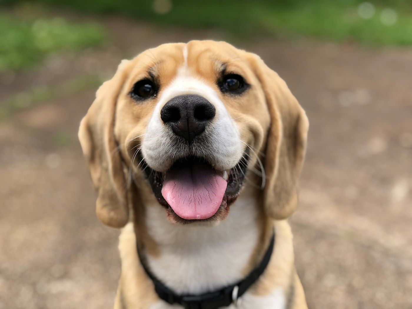 Chien beagle heureux, langue tirée, dans une pension canine