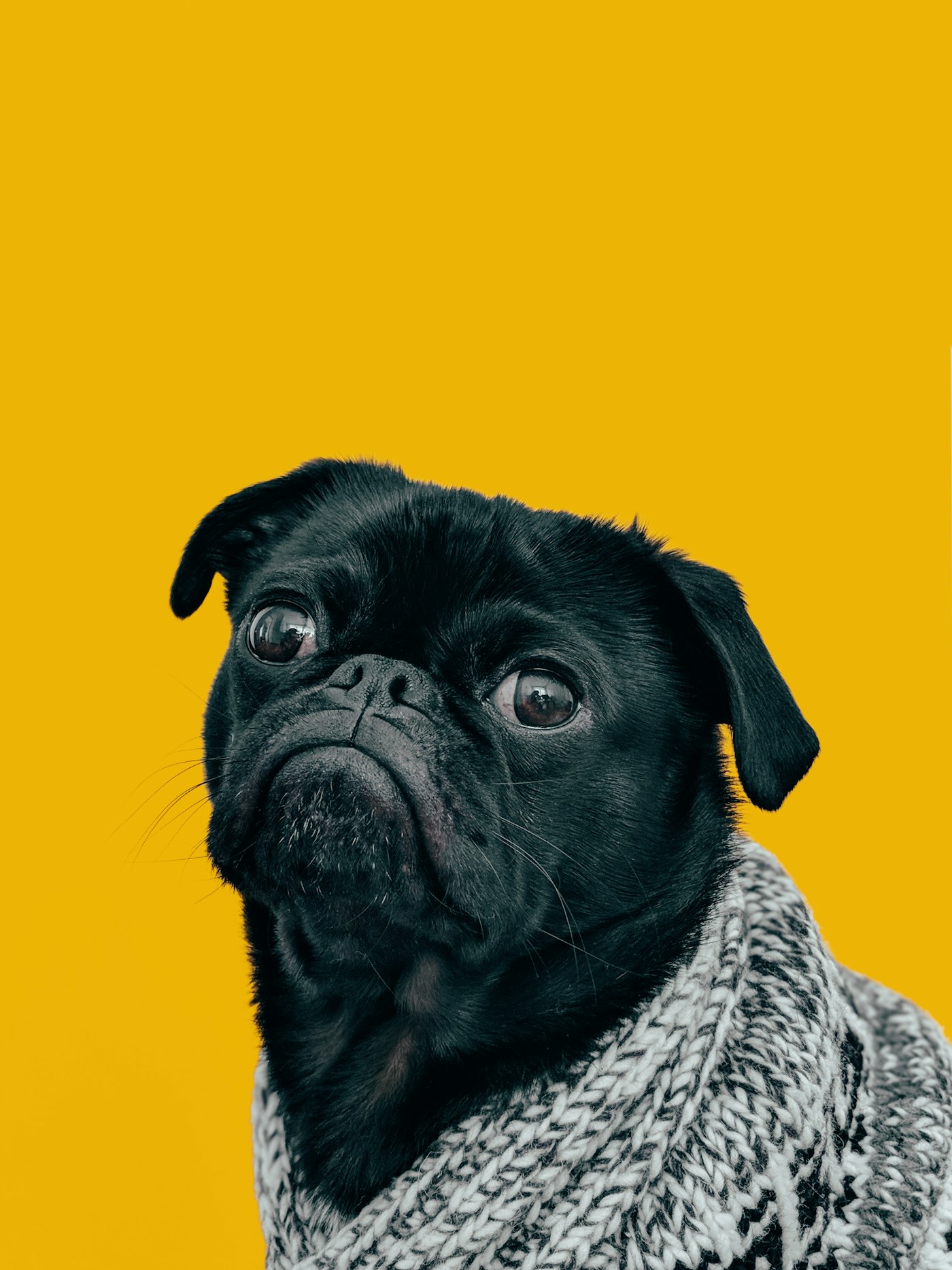 Carlin noir en pull tricoté sur fond jaune